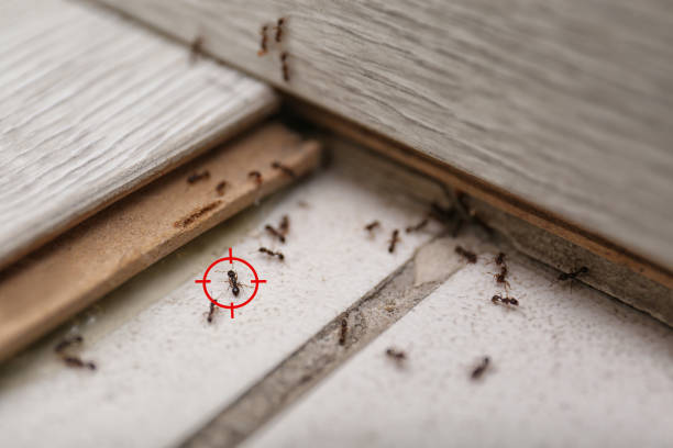Best Pest Removal Services  in Nemacolin, PA